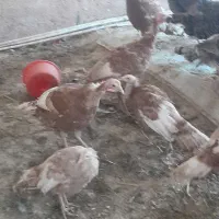 جهت آشنایی با این شماره تماس بگیرید