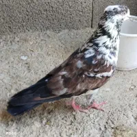 نرقاره کاکلی
