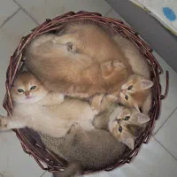 گربه بریتیش شورت هیر.