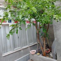 اجاره روزانه سوئیت. منزل|اجارهٔ کوتاه‌مدت آپارتمان و سوئیت|اردبیل, |دیوار