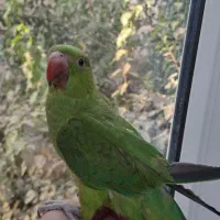 جوجه ملنگو نر