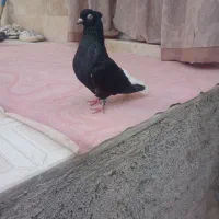 کبوتر زاغ دمسفید ماده