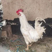 خروس گلین