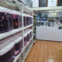 ماهی (آکوریوم Dezfish)|ماهی|دزفول, |دیوار