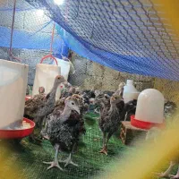 نیمچه.بوقلمون.50روزه