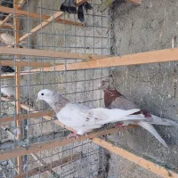 غریب گیری|پرنده|وحیدیه, |دیوار