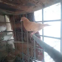 کفتر زرد و افغانی