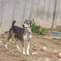 سگ افغان|سگ|فاضل آباد, |دیوار