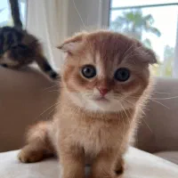 فروش گربه اسکاتیش فولد نر سه ماهه