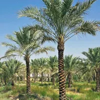 ارسال رایگان نخل پالم خانه زیبا بادبزنی