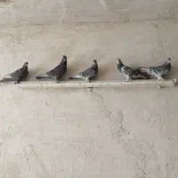 کبوتر|پرنده|بروجن, |دیوار