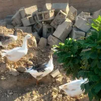 غاز محلی چاق