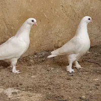 کبوترحندقی