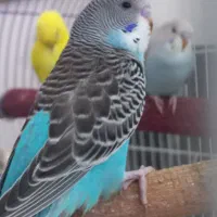 مرغ عشق|پرنده|صدرا-فارس, فاز ۲|دیوار