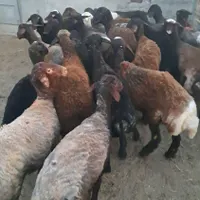 24راس توقلی نر و ماده قربانی|حیوانات مزرعه|بندر ترکمن, |دیوار