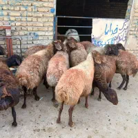 میش ا‌وستن ۱۰تا