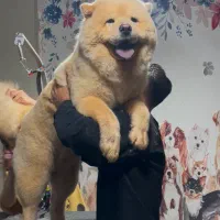 چائوچائو نر   اماده جفت گیری