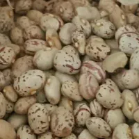 لوبیا چیتی وقرمز|عمده‌فروشی|لنجان, |دیوار