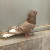 دم سفید فروش فوری