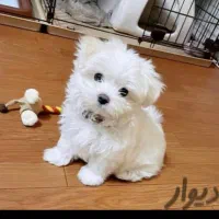 توله سگ خوشکل خونگی تا فردا نصف قیمت بازار|سگ|شیراز, باغ تخت|دیوار