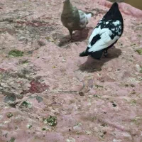 سینه سیاه|پرنده|شیراز, قصرالدشت|دیوار