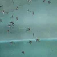 ماهی آنجل کوی ماربل|ماهی|فردیس, شهرک ۱۱۰|دیوار