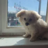 سگ پامر اشپیتز