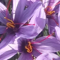 نگین سوپر اتو خشک