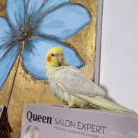 عروس هلندی ماده جوان ۵ ماه