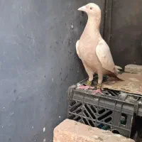 نامه بر