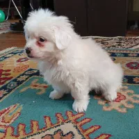 سگ پودل کراس|سگ|نیشابور, هفده شهریور|دیوار