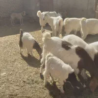 بزو بزغاله|حیوانات مزرعه|خمین, |دیوار