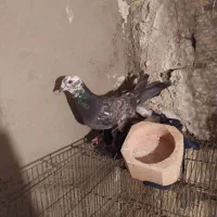 کفتر تهرانی|پرنده|درگزین, |دیوار