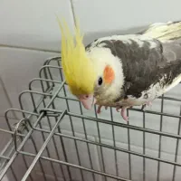 عروس هلندی جفت با سه تا جوجه|پرنده|نوبران, |دیوار