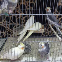 فروش عروس هلندی و طوطی برزیلی دستی|پرنده|برازجان, |دیوار