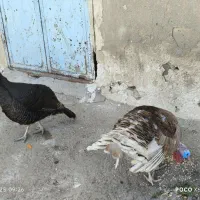 بوقلمون|حیوانات مزرعه|کاکی, |دیوار