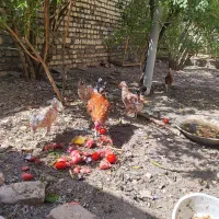مرغ و خروس گلین چل تاج|حیوانات مزرعه|قم, شهرک توانیر|دیوار