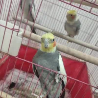 عروس هلندی سخنگو