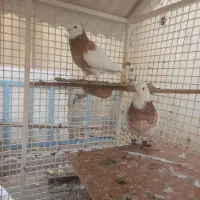 کبوترطوقی|پرنده|شهریار, شهریار|دیوار