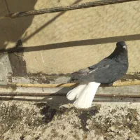 ذیل دمسفید نر|پرنده|تاکستان, |دیوار