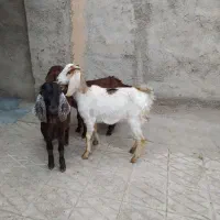 3عددبزغاله چاق مخصوص قربانی کردن نگه داشتن