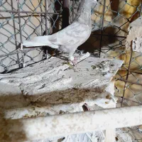 زاغ دم سفید ارده ای