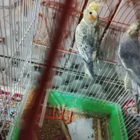 عروس هلندی|پرنده|میرجاوه, |دیوار