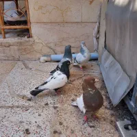 سه جفت کبوتر رنگی سیاپوش طوقی سینه دم سیاه