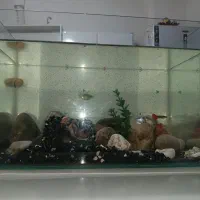 ماهی بالوازم تگزاز گوپی