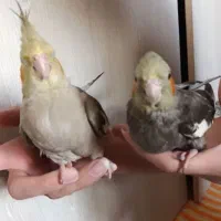 دو عدد عروس هلندی سخنگو سرلاکی