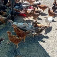فروش نیمچه مرغ وخروس اصل گلپایگانی