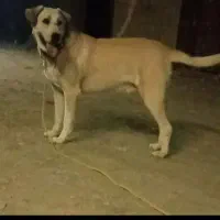 سگ سرابی نرگلهی وپرقدرت|سگ|مشهد, درزآب|دیوار