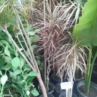 خدمات باغبانی هرس برش درخت