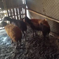 گوسفند برای نگهداری و قربانی